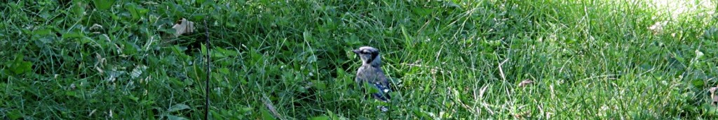 fledgeling blue jay on the ground
